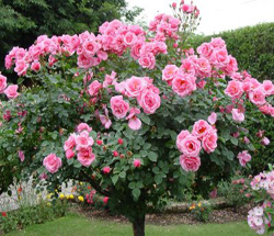 roseira linda rose